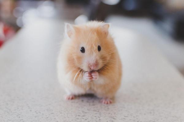 Hamster Day