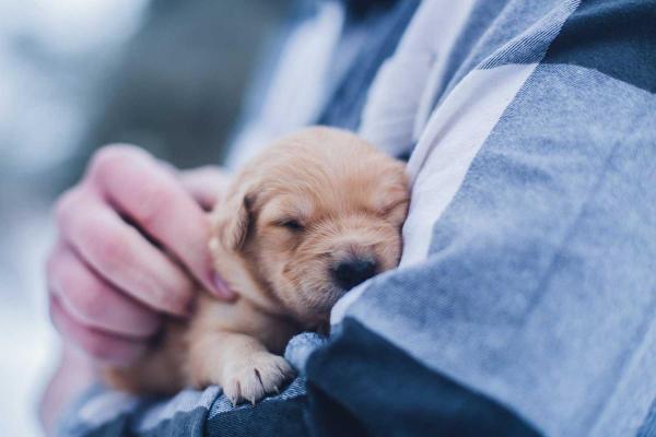 Hug Your Puppy Day