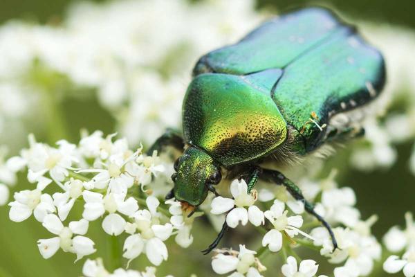 June Bug Day
