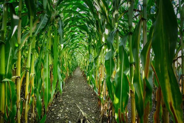 Maze Day