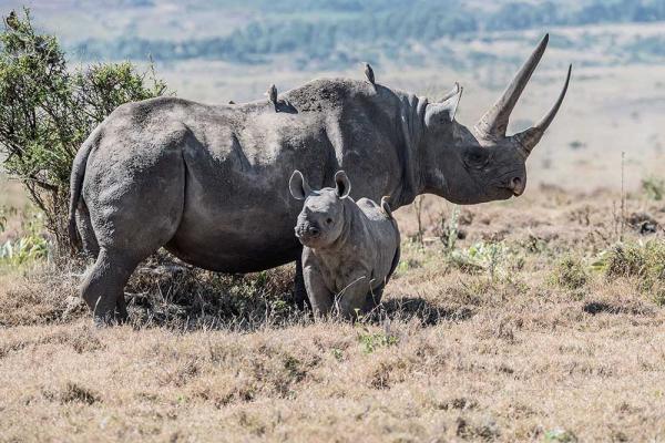 Save the Rhino Day