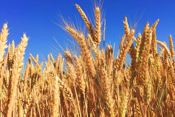Grain Free Day