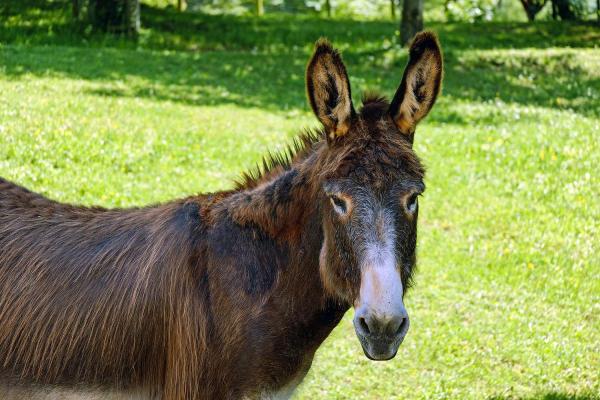 Matanzas Mule Day