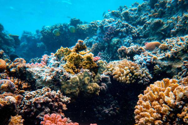 World Reef Day