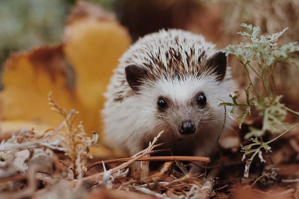 Hedgehog Day