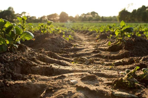 World Soil Day 