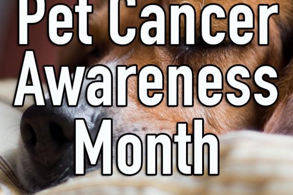 May is Pet Cancer Awareness Month