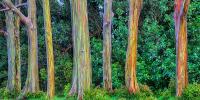 Rainbow Eucalyptus Day