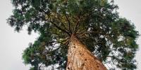 Giant Sequoias Tree Day