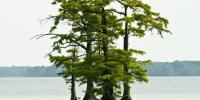Bald Cypress Tree Day