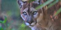 Save the Florida Panther Day