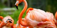 Pink Flamingo Day