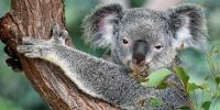 Save The Koala Day