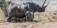 Save the Rhino Day