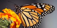 Start Seeing Monarchs Day