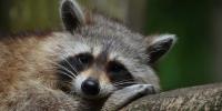 International Raccoon Appreciation Day