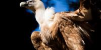 Vulture Awareness Day