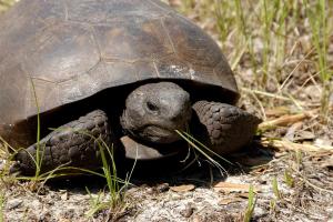 Animal of the Day on April 10th - Gopher Tortoise