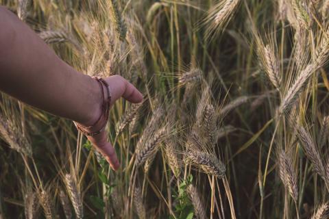 Celebrating Lammas