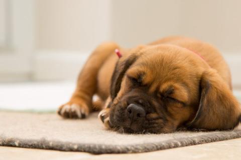 Pet-Friendly Holidays: Protect Your Floors and Pamper Your Pets