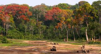 Central African Republic