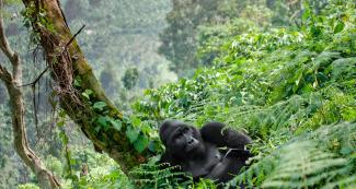 Republic of the Congo