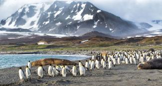 Falkland Islands