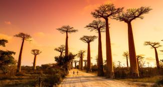 Madagascar