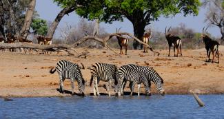Niger