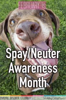 February is Spay/Neuter Awareness Month