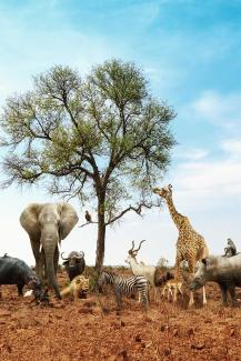 Wildlife Appreciation Month