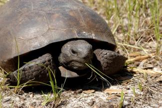 Animal of the Day on April 10th - Gopher Tortoise