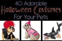 40 Adorable Halloween Costumes for your Pet