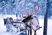The Saami People’s Day (Samefolkets dag)