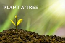 Arbor Day in the U.S.