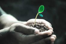 Arbor Day - Samoa