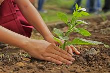 State Arbor Day - Georgia
