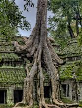 Ta Prohm Tree Day