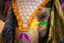 The Elephant Festival