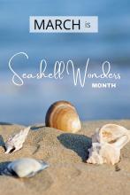 March is Seashell Wonders Beach Month