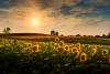 Kansas Day