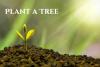 Arbor Day in the U.S.