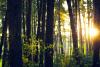 International Day of Forests