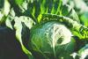 Cabbage Day