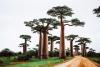 Baobab Tree Day