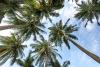 Palm Tree Day