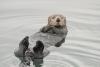 World Otter Day