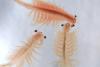 Sea Monkey Day