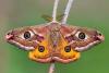 Moth-er Day