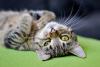 Tabby Cat Day
